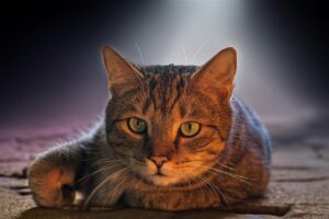 メンズショートに最適なヘアオイルの選び方は？