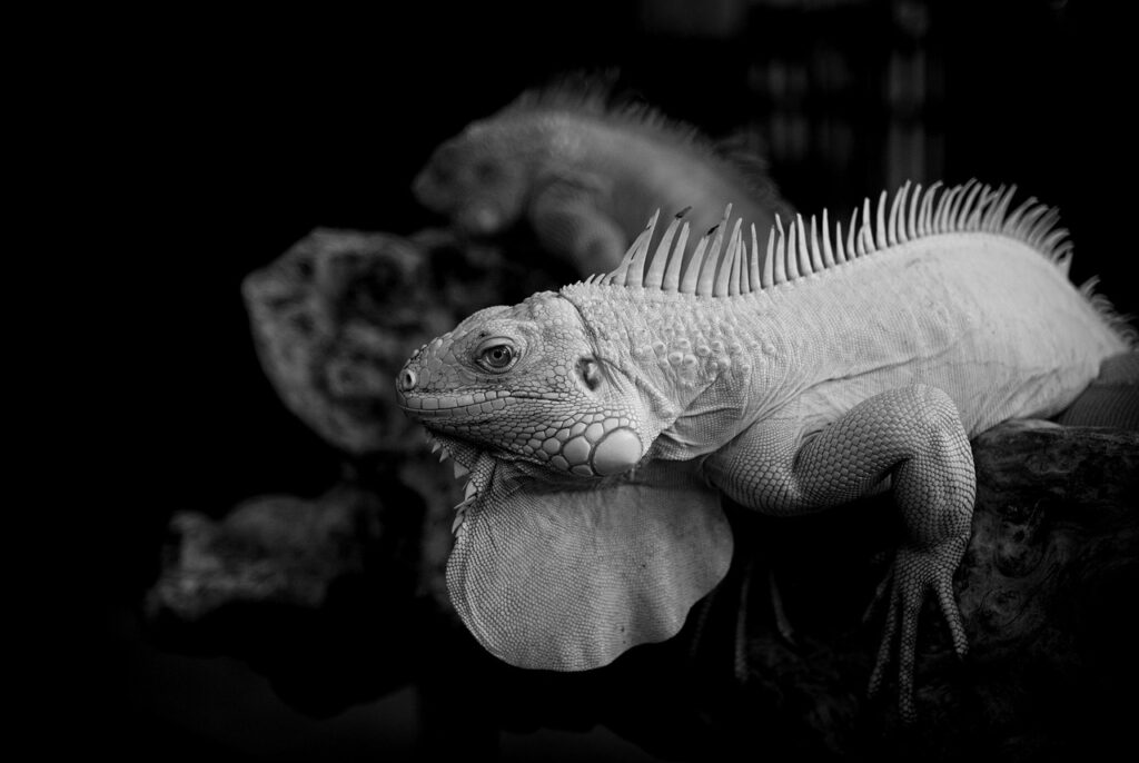 椿油ヘアオイルの正しい使用方法とは？