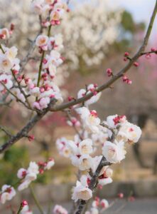 ヘアオイルthe thalassoの効果的な使い方は？