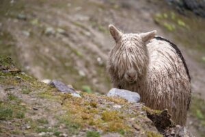 ヘアオイルを使って前髪をまとまるようにする方法は？