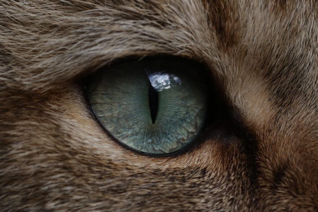 ヘアオイルの価格が安いのにでも良い製品はどれ？