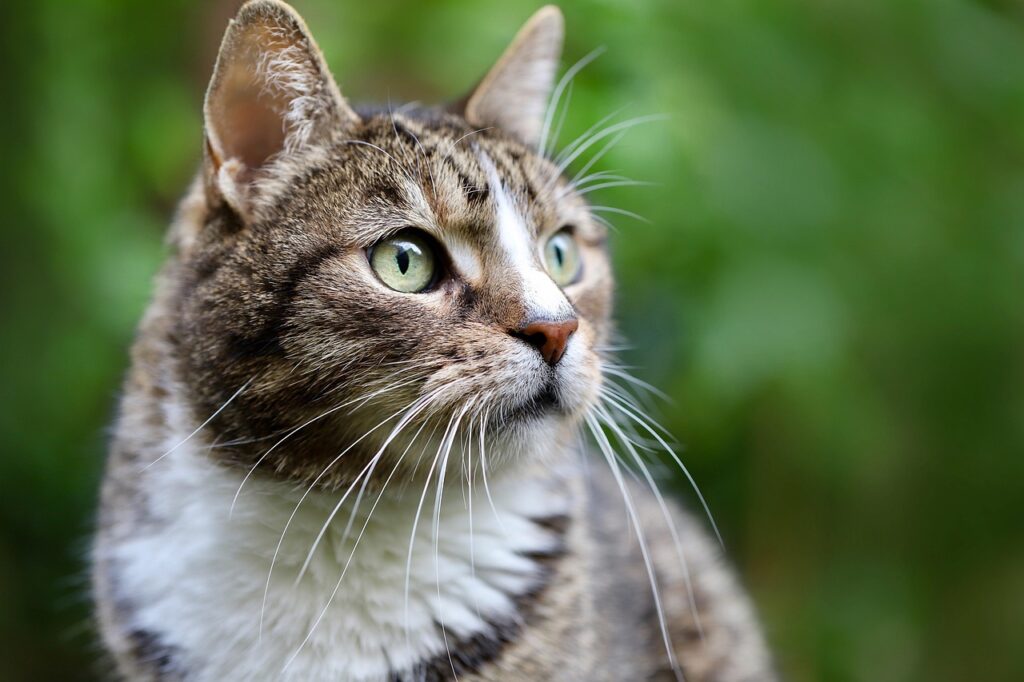 ヘアオイルは猫っ毛のぺたんこを解消する？口コミでわかる効果とは！